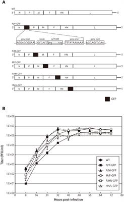Avian Paramyxovirus Type-3 as a Vaccine Vector: Identification of a Genome Location for High Level Expression of a Foreign Gene